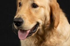 DSC_9448-Edit-scaled.jpg-nggid03375-ngg0dyn-800x600-00f0w010c010r110f110r010t010