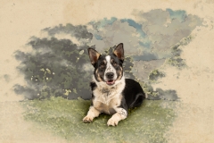 border-collie-with-shadow