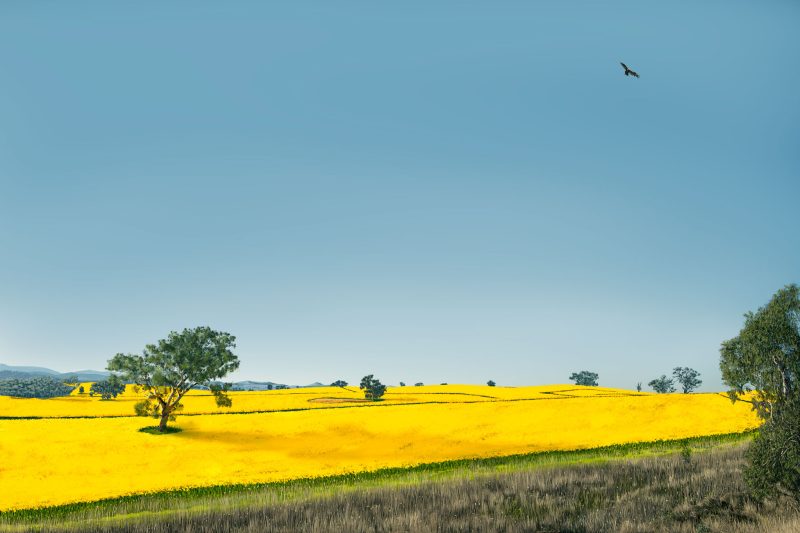 Fields of Gold